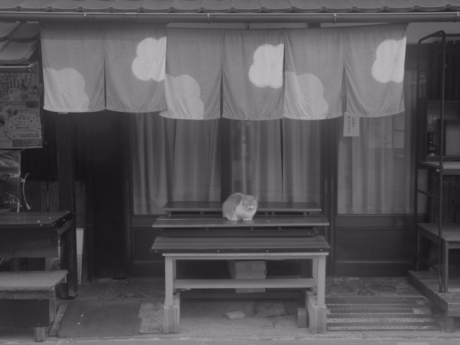Cat loafing on a Japanese street.